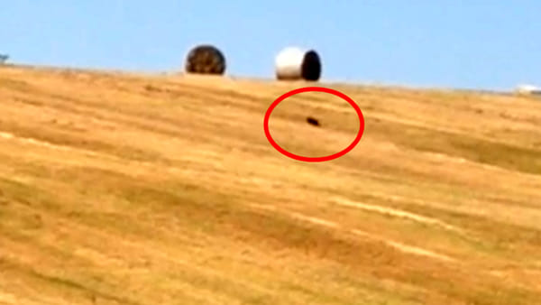 Pantera avvistata a Gualdo Tadino FOTO Ma il sindaco rassicura: "Nessuna traccia individuata"