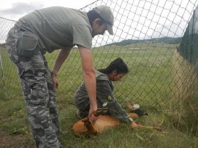 Igor, catturato il capriolo più ricercato di Italia: scappava nella zona di Norbert Feher