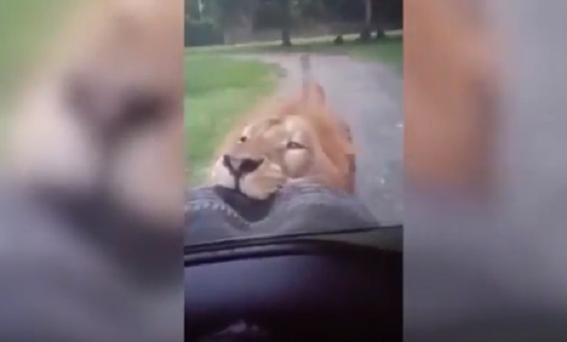 Leone afferra la ruota di scorta del 4x4 durante safari: turisti terrorizzati