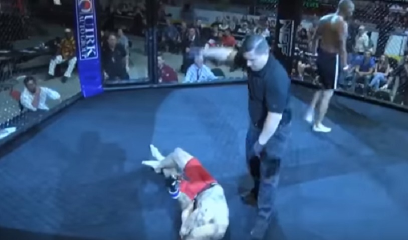 Pugno violentissimo al torneo di arti marziali: avversario steso in 4 secondi