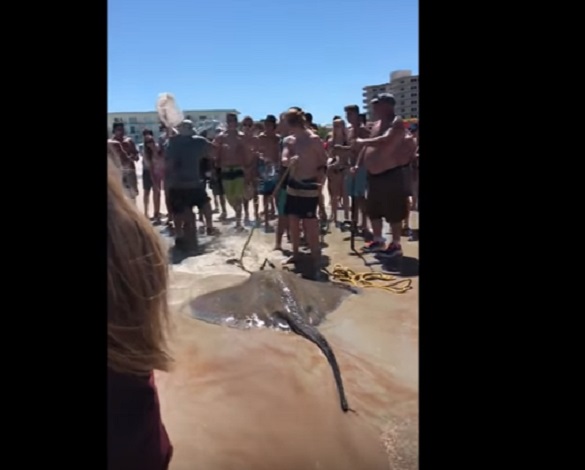 Spiaggia in rivolta contro il pescatore che ha preso la manta gigante