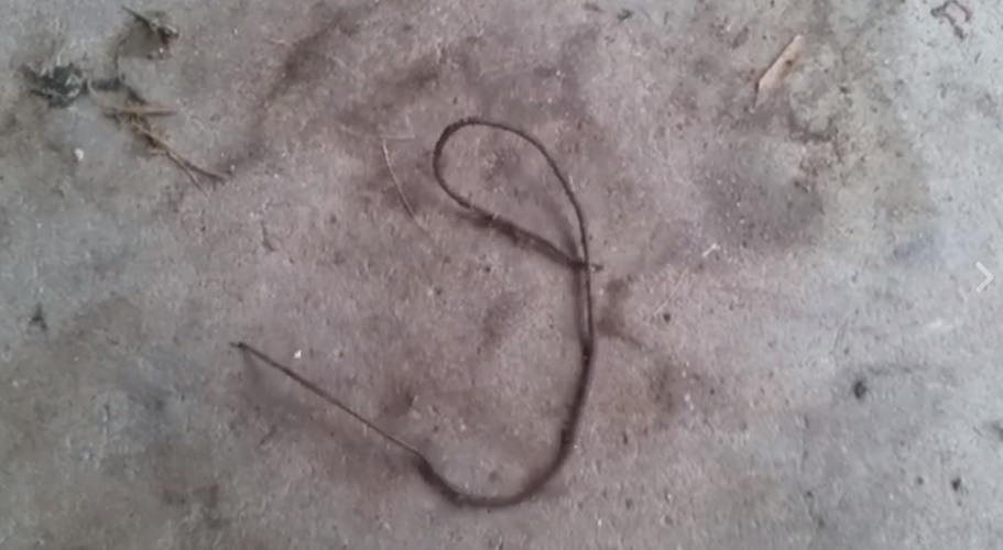 Australia, strana creatura sembra un verme: "Qualcuno sa dirmi cos'è?" VIDEO