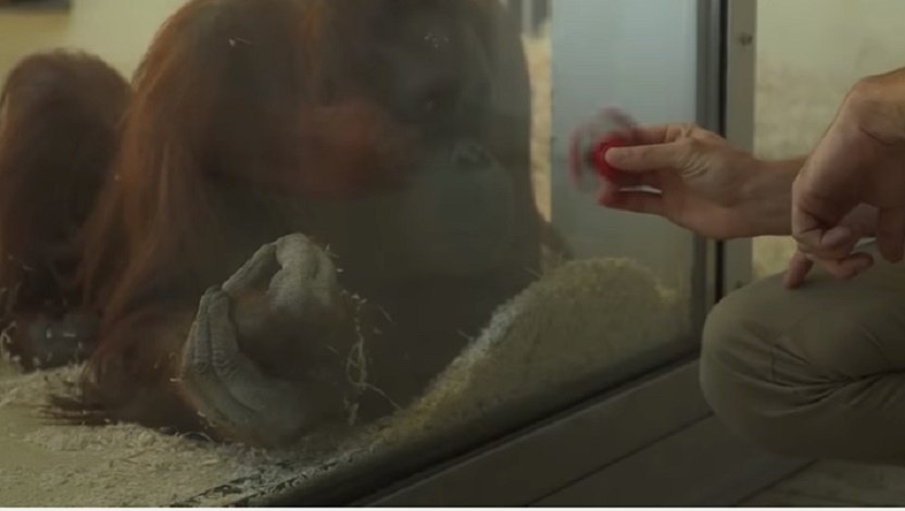 La fidget spinner conquista un orango