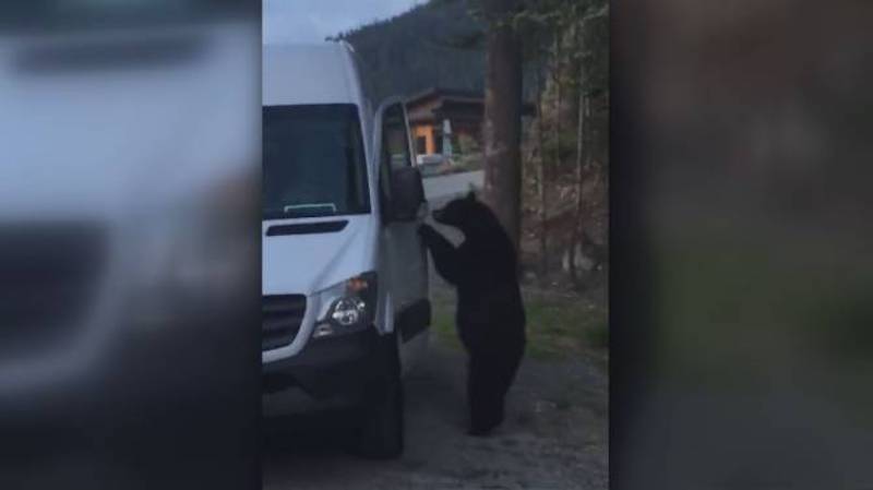 YOUTUBE Orso apre la porta del furgone, si siede e suona il clacson