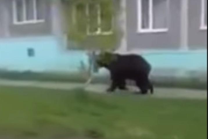 Orso bruno in fuga per la città: VIDEO ripreso da un'auto