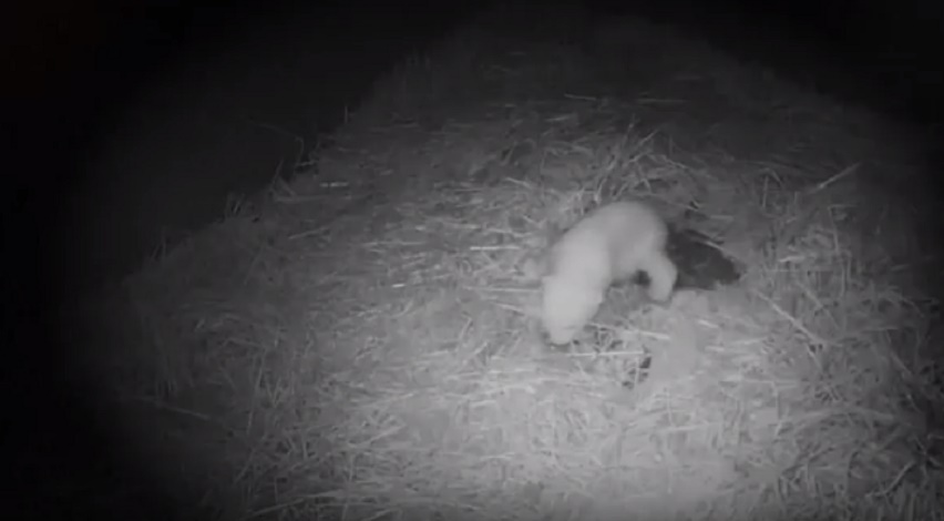 I primi passi dell'orso polare nato due mesi fa