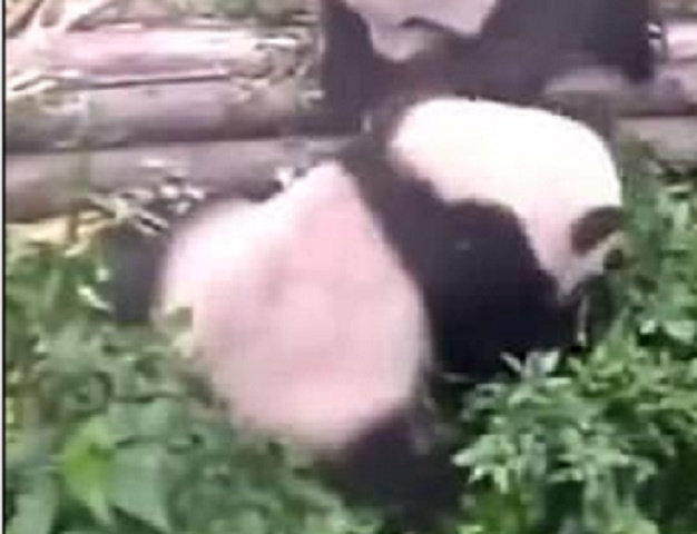 Cucciolo di panda prova ad attirare attenzione della madre ma lei... VIDEO