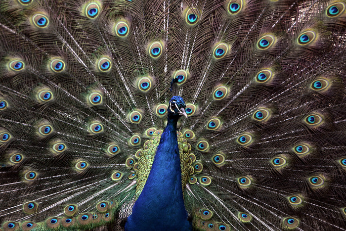 Viareggio, la pavona che non sapeva nuotare voluta dal Comune: è morta annegata nel laghetto dei cigni