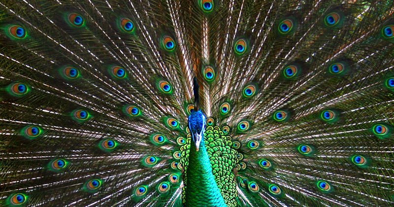 YOUTUBE India, giudice: "Pavoni non hanno sesso: lei resta incinta con le lacrime di lui"