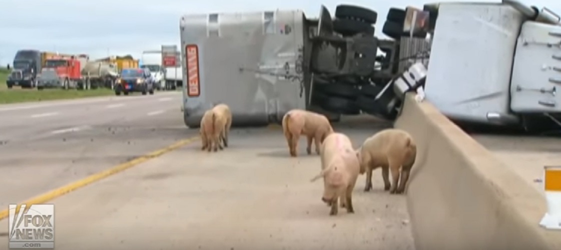 YOUTUBE Camion si ribalta: maiali vagano sull'autostrada a Dallas