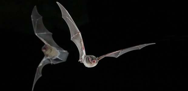 Virus, pipistrelli sono i maggiori "serbatoi" di infezioni. Dopo vengono scimmie e topi