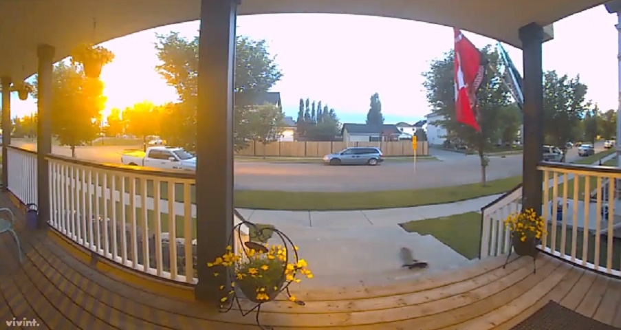 Famiglia di puzzole passa davanti casa: un ragazzo scappa dalla paura