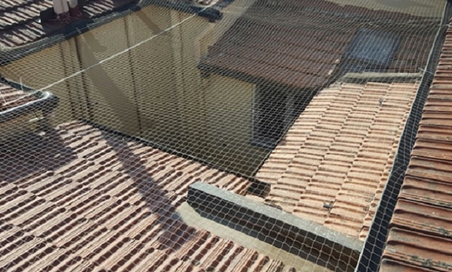 Camera, reti e allarmi non frenano gabbiani che sbranano piccione