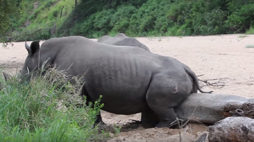 Rinoceronte si gratta contro un tronco d'albero...proprio là