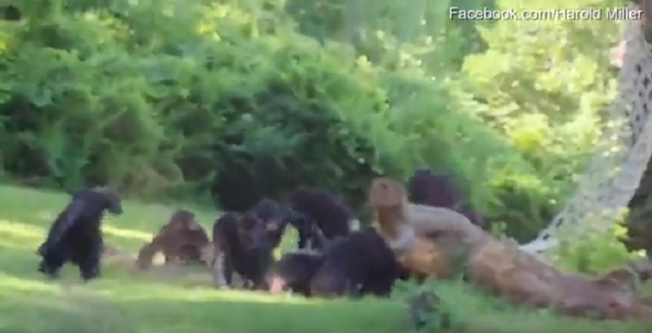 Scimpanzé cade da albero allo zoo: suoi simili lo aggrediscono e uccidono