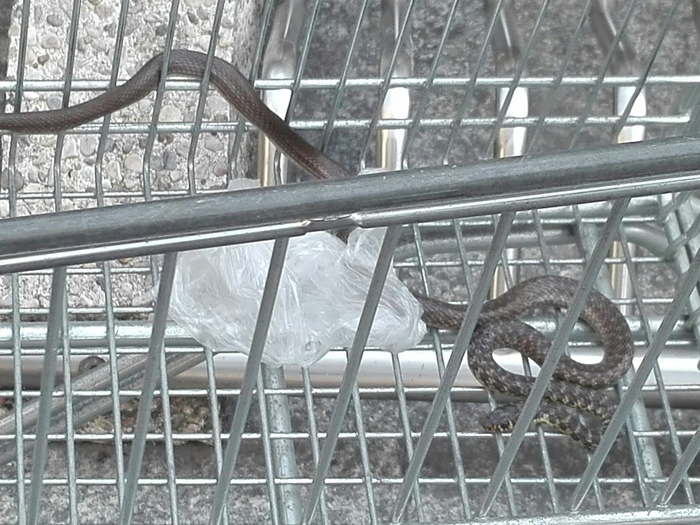 Esselunga Milano: serpente di un metro e mezzo nel carrello della spesa