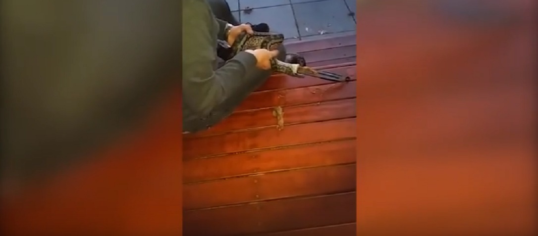 Serpente ingoia pinza per barbecue: un uomo lo aiuta a liberarsene