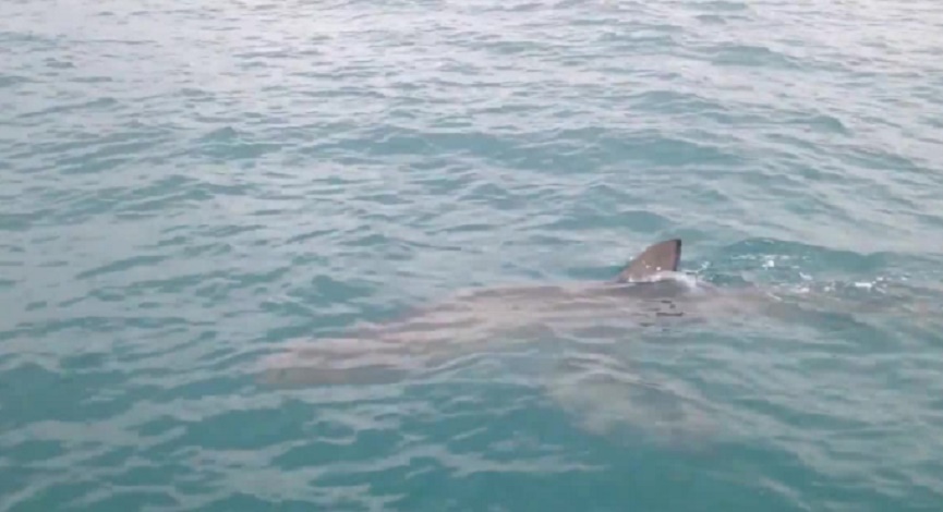 YOUTUBE Squalo scambia motore di un'imbarcazione per una preda e lo azzanna