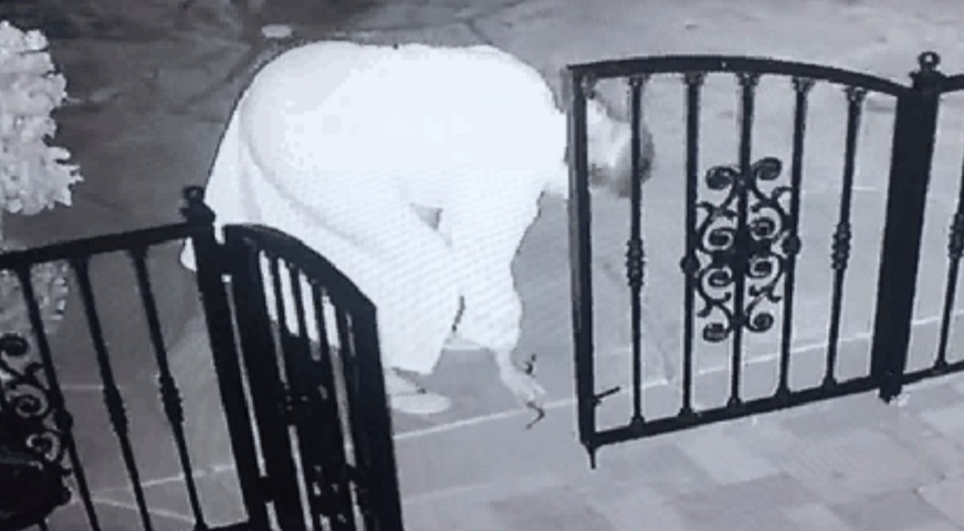 Crede sia un gioco per il cane, raccoglie da terra un serpente a sonagli