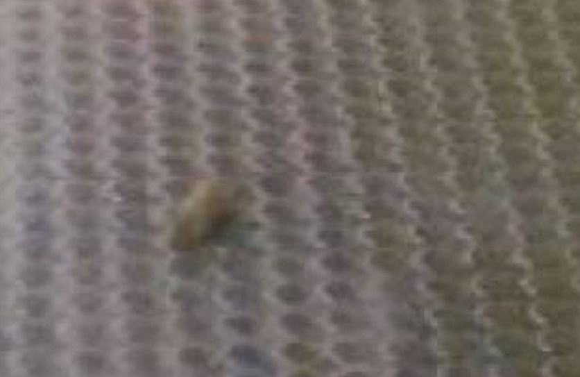 Milano, topo nel corridoio della metro a piazza Duomo: FOTO condivisa su Facebook da M5s