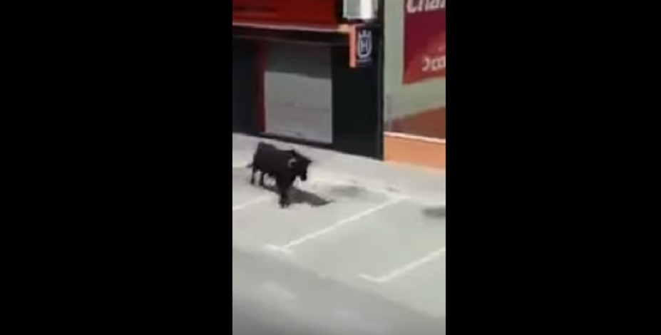 Spagna, toro fuggito corre per il paese: donna alla finestra guarda e....