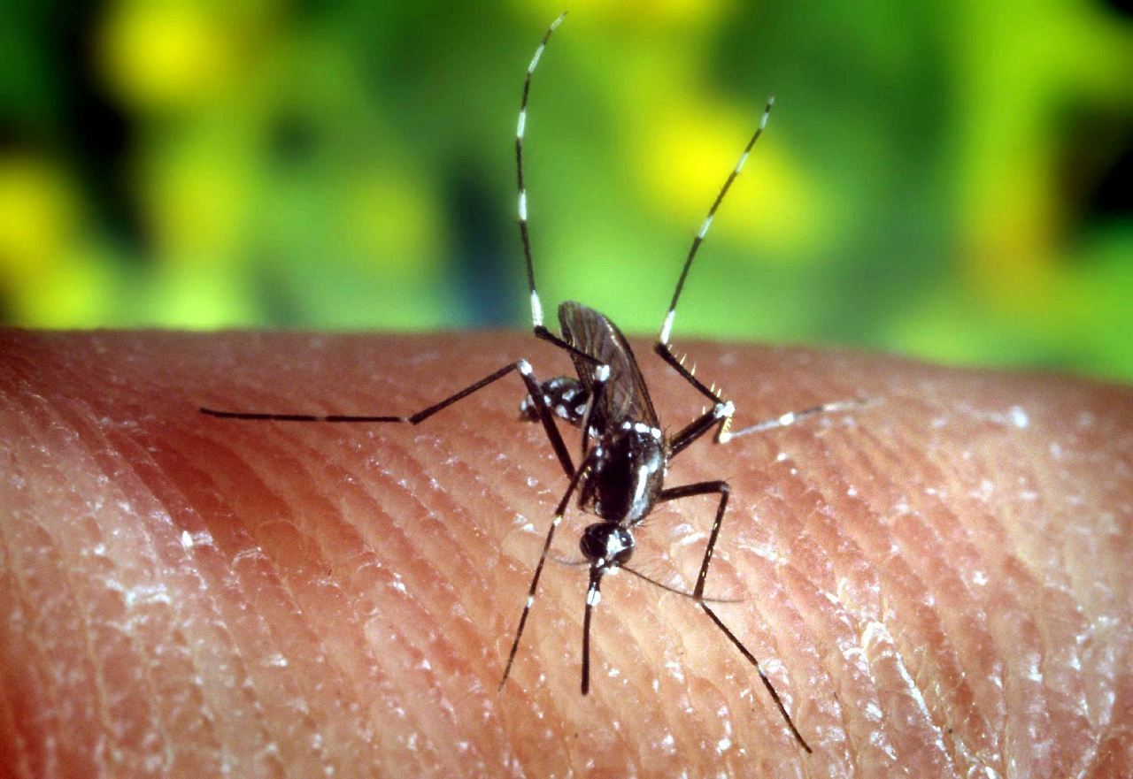 Mosche, zanzare e zecche uccidono. Oms: "A rischio 80% popolazione mondiale"