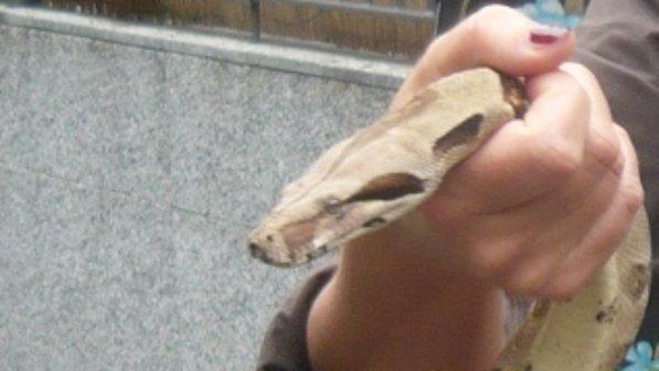 Usa, donna al 911: "Venite, ho un boa in faccia". Quando arrivano...