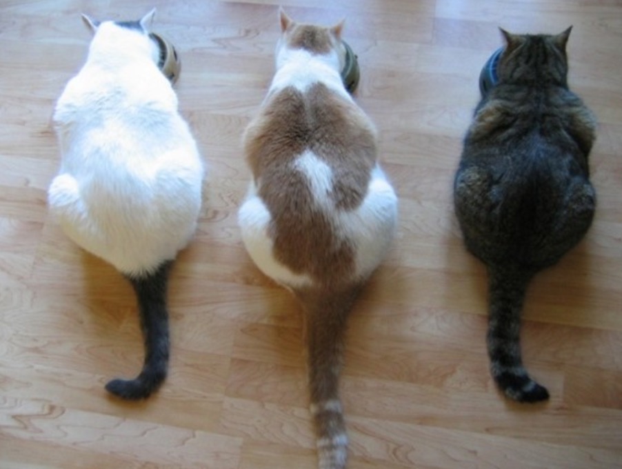 Cani e gatti sempre più grassi: uno su tre è in sovrappeso