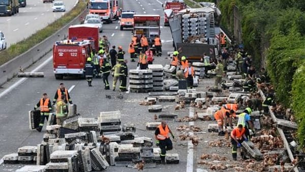 Austria, camion si rovescia in autostrada: trasportava 7mila polli