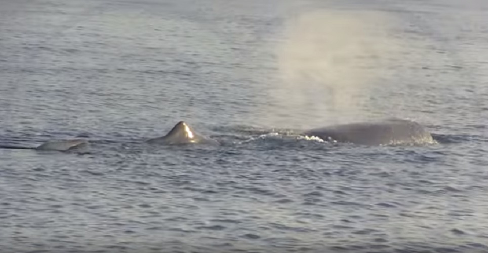 YOUTUBE Brunone, avvistato di nuovo il capodoglio che ama il Golfo di Napoli VIDEO