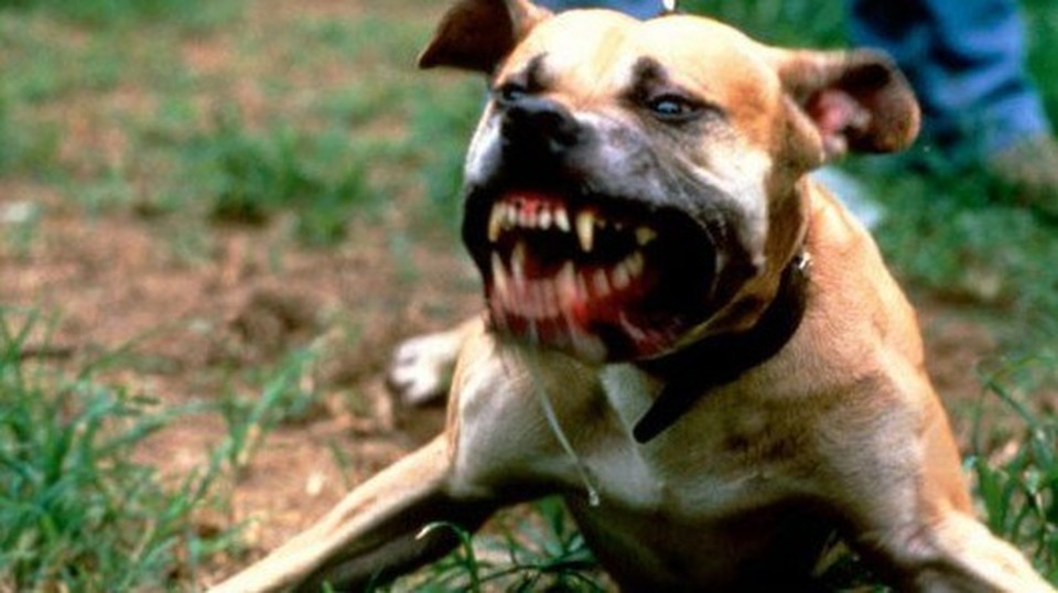 Anziana sbranata dal suo cane: tragedia a Poggio Catino (Rieti)