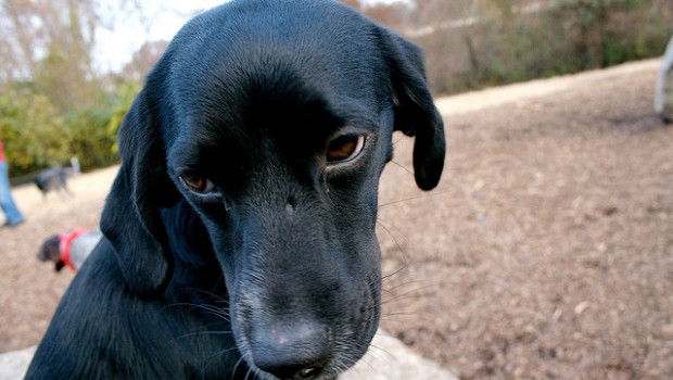Massimiliano Mondino: 4 mesi al disoccupato che ammazzò a martellate il proprio cane per "sfogare lo stress"