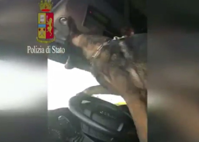 YOUTUBE Rimini: cane poliziotto trova eroina, avverte suonando clacson