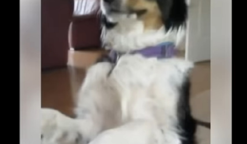 YOUTUBE Cane si fa accarezzare con l’aspirapolvere: addio alla spazzola