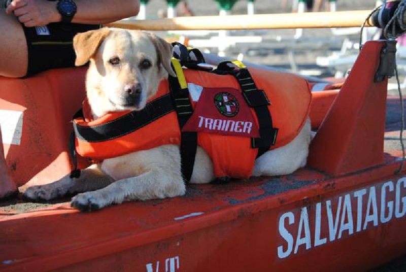 Francavilla al Mare, si tuffa nel mare in tempesta: salvato dai cani bagnino