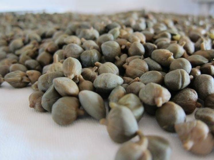 Isole Eolie, scoppia la “guerra” tra Lipari e Salina sul cappero Dop