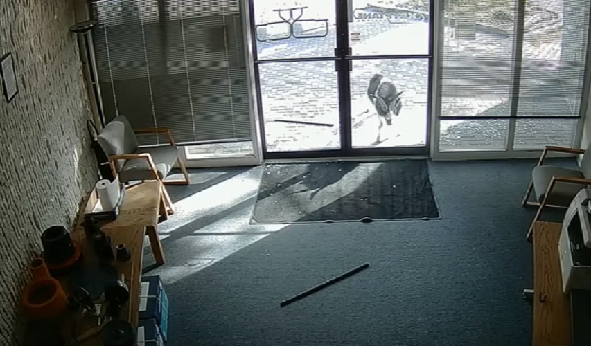 YOUTUBE Capra sfonda le vetrine di un negozio