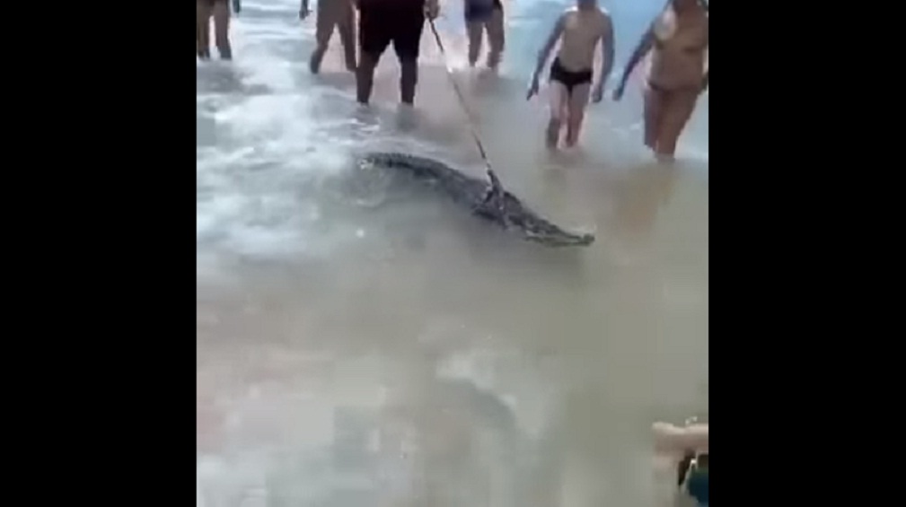 YOUTUBE Coccodrillo al guinzaglio in spiaggia: padrone fermato e animale sequestrato