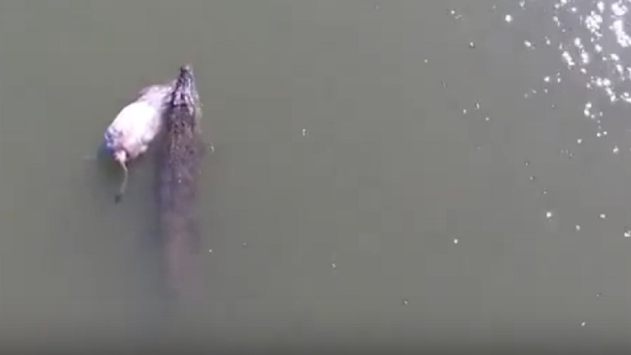 Enorme coccodrillo trascina mucca nel fiume: il VIDEO del drone