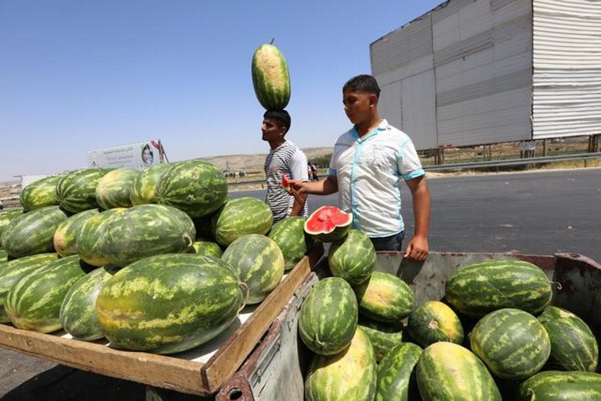 Raccolta cocomeri, italiani non vogliono farlo. Imprenditore: "Senza stranieri fallirei"