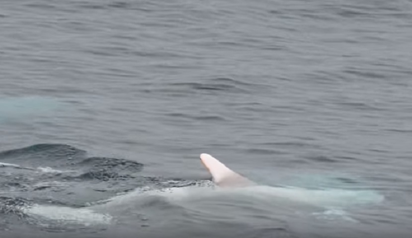 Raro delfino albino avvistato nuovamente nel mare della California