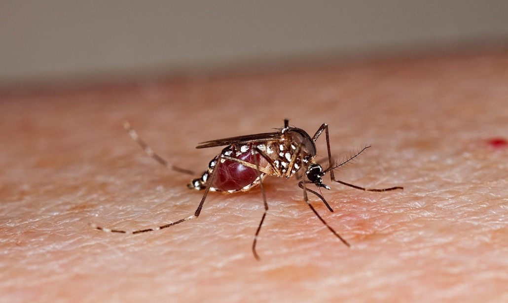 Verona, turista torna dall'Asia: ha la febbre Dengue. Disinfestato un intero quartiere