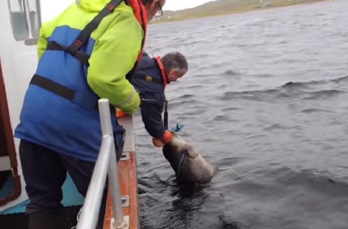 Foca impigliata al cavo della boa, volontari la salvano