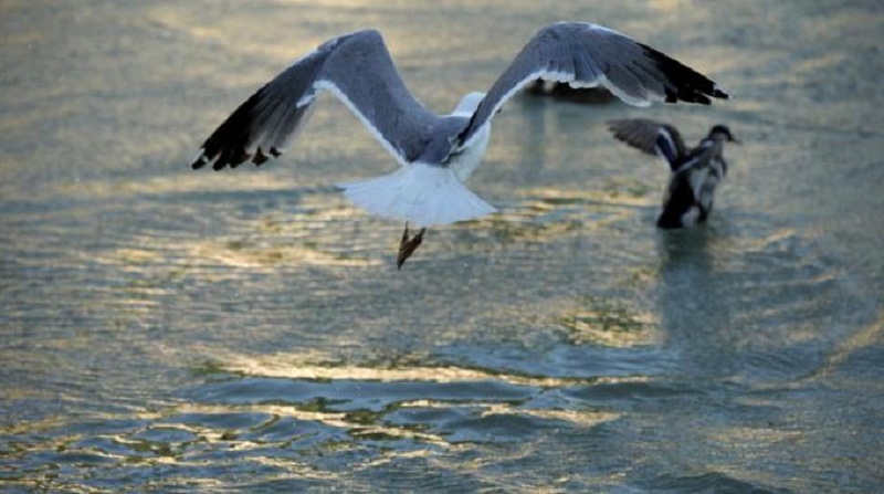 Napoli, topo in mare tra i bagnanti. Il gabbiano se lo mangia