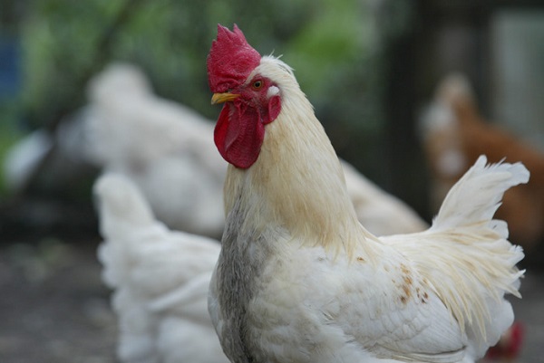 Galline sgozzate e calici di vino con calabroni: misterioso rito vicino Milano