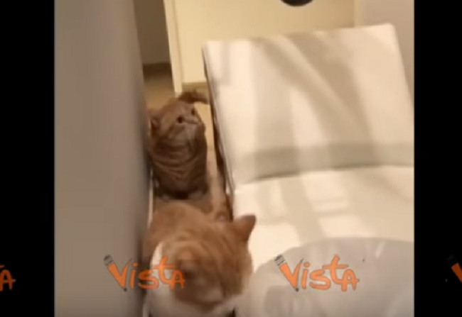 Gatto sta per fare l'agguato: l'altro micio se ne accorge e lui...