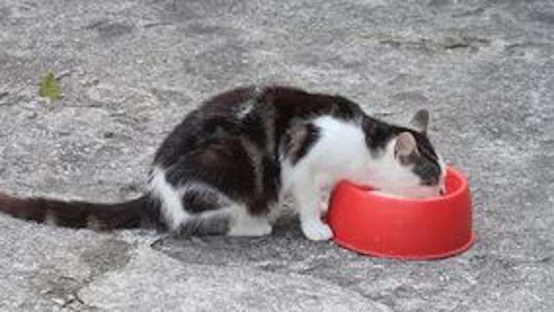 Strage di gatti in Cornovaglia: caccia al killer dell'antigelo. Ne ha avvelenati 18