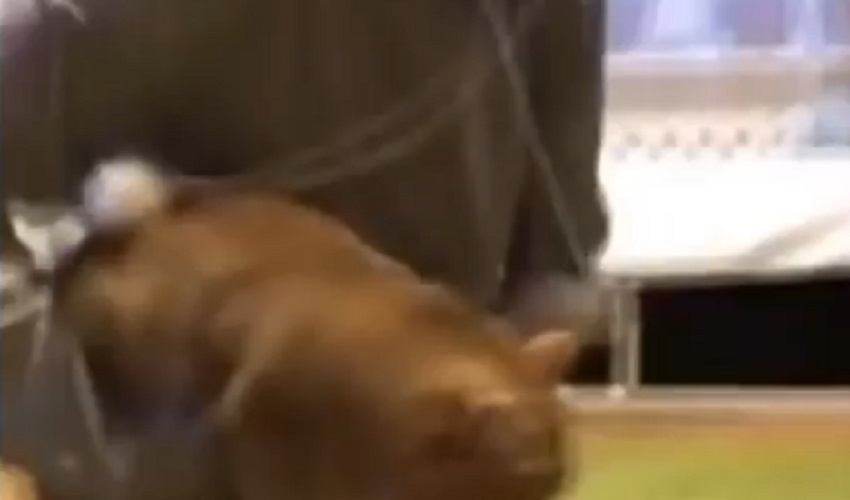 Al gatto non sembra vero: il marsupio è tutto per lui