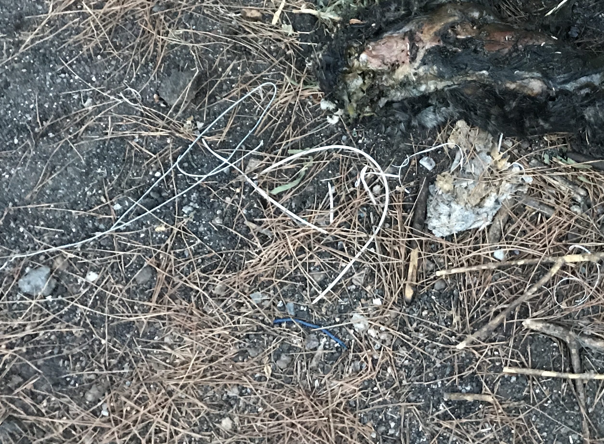 Vesuvio, gatti vivi per appiccare incendi? Paolo Bernini (M5s): "Ho la foto"