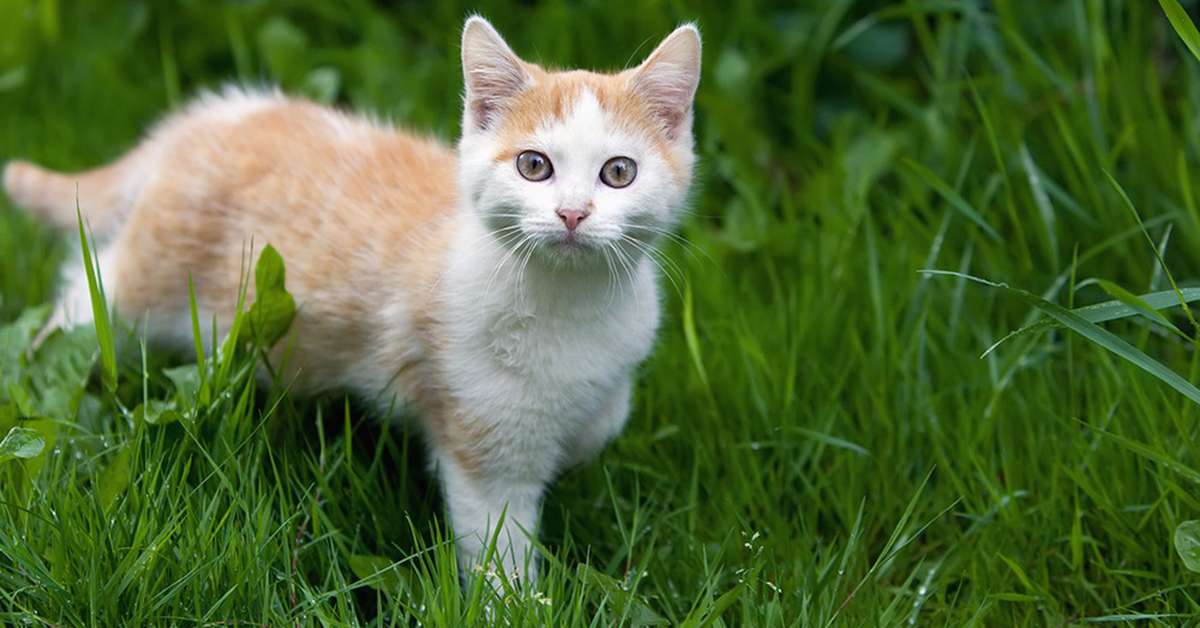Bitonro (Bari), licenziata per aver aiutato un gattino randagio durante il turno di lavoro